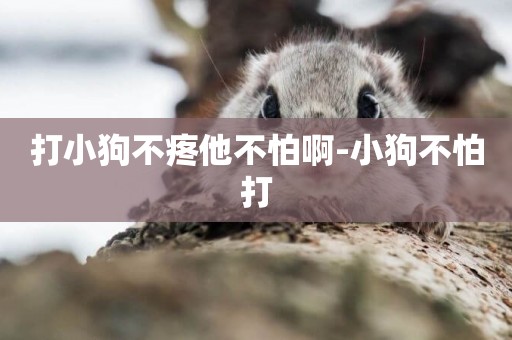 打小狗不疼他不怕啊-小狗不怕打