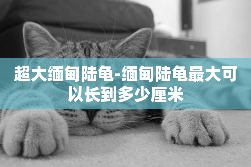 超大緬甸陸龜-緬甸陸龜最大可以長到多少厘米