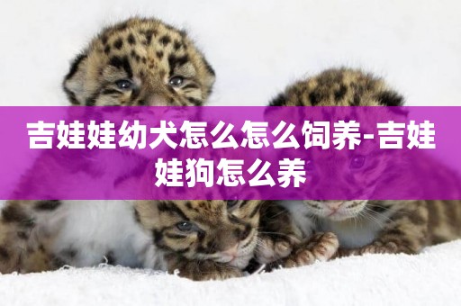 吉娃娃幼犬怎么怎么飼養-吉娃娃狗怎么養