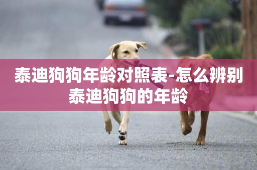 泰迪狗狗年齡對照表-怎么辨別泰迪狗狗的年齡