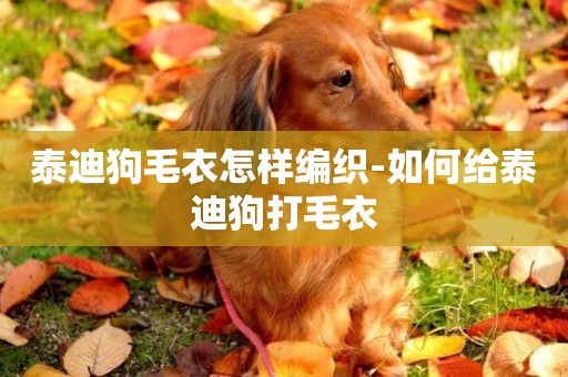 泰迪狗毛衣怎樣編織-如何給泰迪狗打毛衣