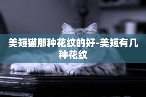 美短貓那種花紋的好-美短有幾種花紋