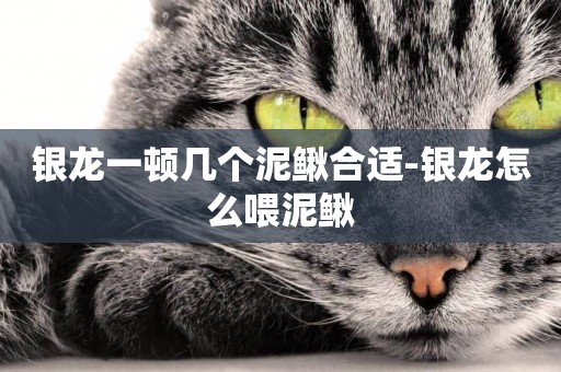 銀龍一頓幾個泥鰍合適-銀龍怎么喂泥鰍