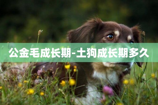 公金毛成長期-土狗成長期多久