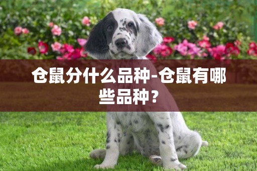 倉鼠分什么品種-倉鼠有哪些品種？