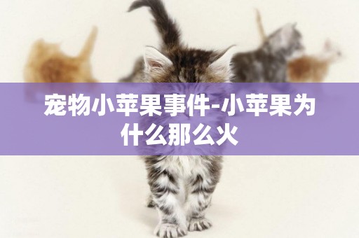寵物小蘋果事件-小蘋果為什么那么火