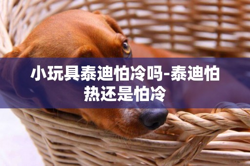 小玩具泰迪怕冷嗎-泰迪怕熱還是怕冷
