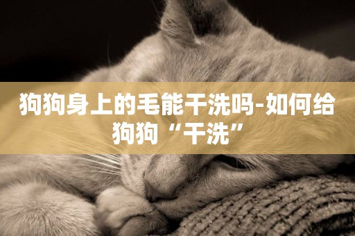 狗狗身上的毛能干洗嗎-如何給狗狗“干洗”
