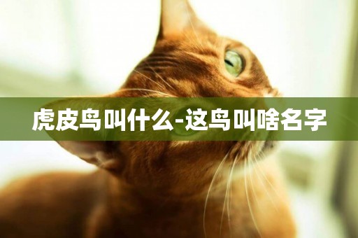虎皮鳥叫什么-這鳥叫啥名字