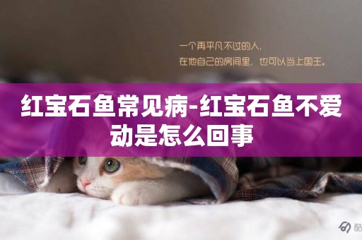 紅寶石魚常見病-紅寶石魚不愛動是怎么回事