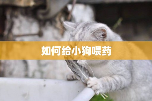 如何給小狗喂藥