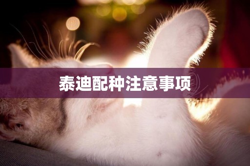 泰迪配種注意事項