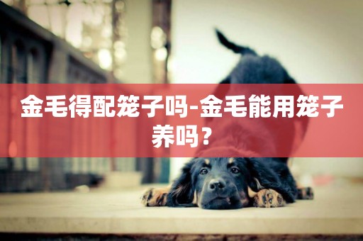 金毛得配籠子嗎-金毛能用籠子養嗎？