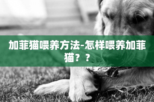 加菲貓喂養方法-怎樣喂養加菲貓？？