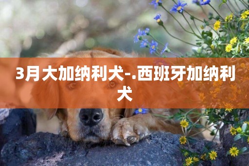 3月大加納利犬-.西班牙加納利犬