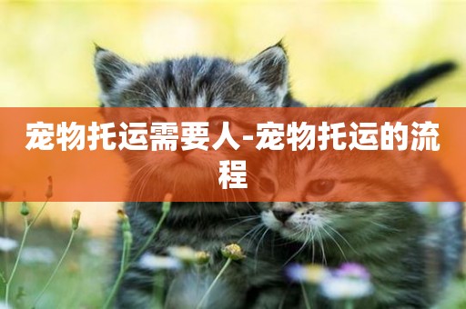 寵物托運需要人-寵物托運的流程