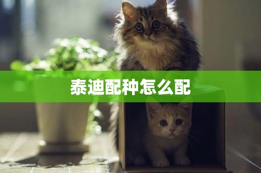 泰迪配種怎么配