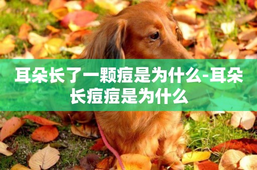 耳朵長了一顆痘是為什么-耳朵長痘痘是為什么