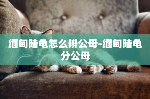 緬甸陸龜怎么辨公母-緬甸陸龜分公母