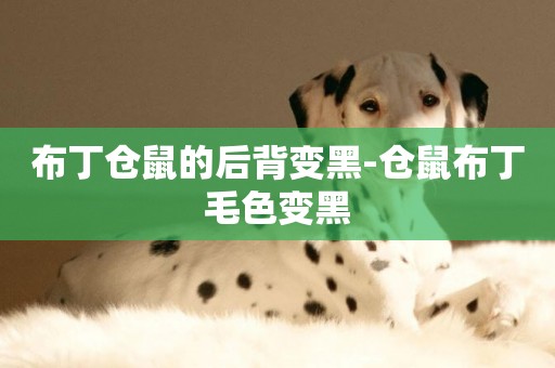 布丁倉鼠的后背變黑-倉鼠布丁毛色變黑
