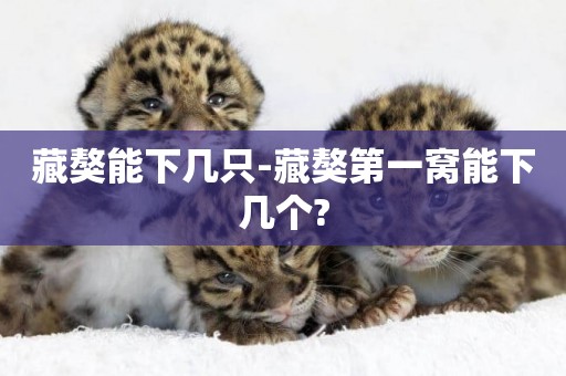 藏獒能下幾只-藏獒第一窩能下幾個?
