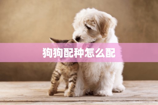 狗狗配種怎么配