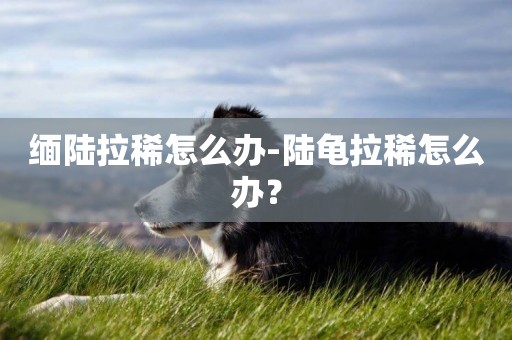 緬陸拉稀怎么辦-陸龜拉稀怎么辦？