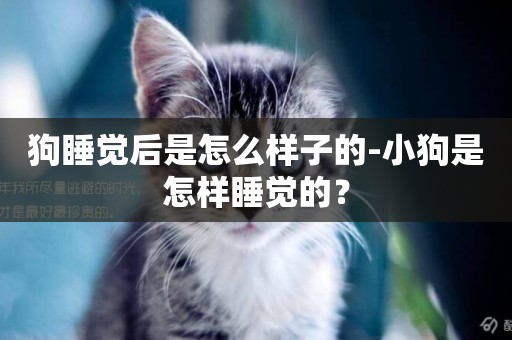 狗睡覺后是怎么樣子的-小狗是怎樣睡覺的？