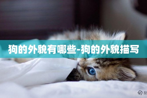 狗的外貌有哪些-狗的外貌描寫