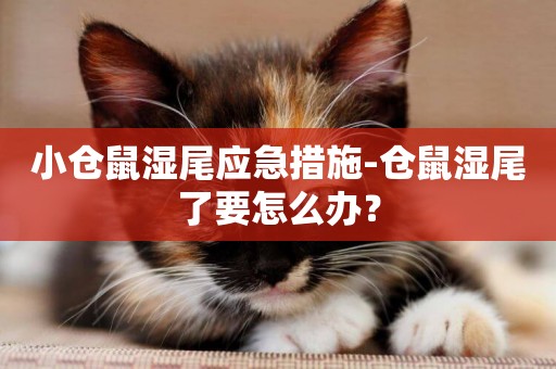 小倉鼠濕尾應急措施-倉鼠濕尾了要怎么辦？