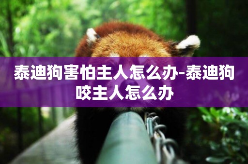 泰迪狗害怕主人怎么辦-泰迪狗咬主人怎么辦