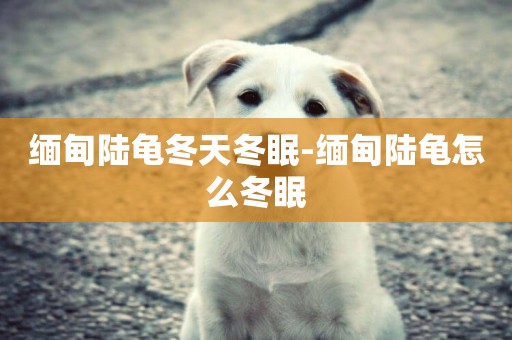 緬甸陸龜冬天冬眠-緬甸陸龜怎么冬眠