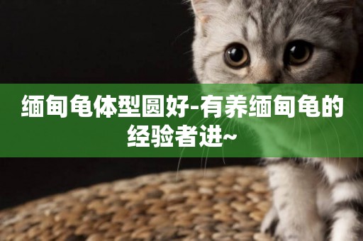 緬甸龜體型圓好-有養緬甸龜的經驗者進~