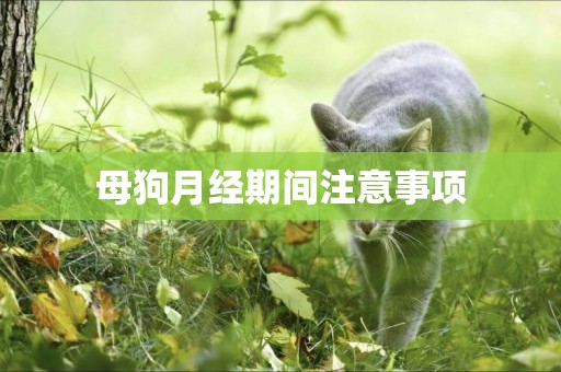 母狗月經期間注意事項