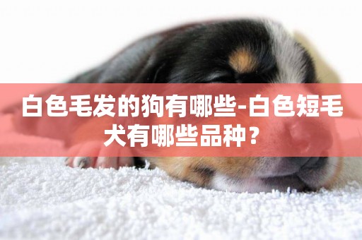 白色毛發的狗有哪些-白色短毛犬有哪些品種？