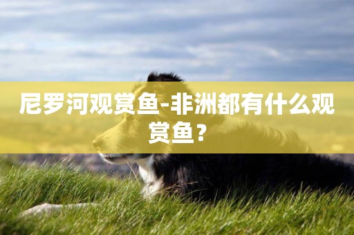 尼羅河觀賞魚-非洲都有什么觀賞魚？