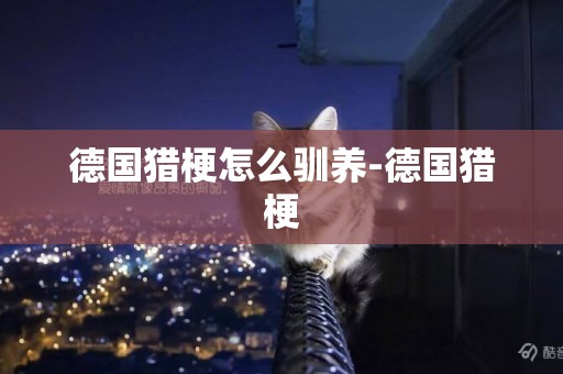 德國獵梗怎么馴養-德國獵梗