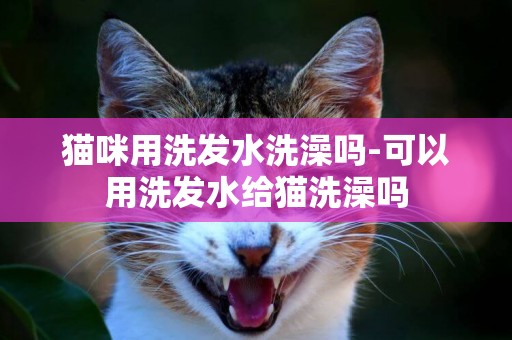 貓咪用洗發水洗澡嗎-可以用洗發水給貓洗澡嗎