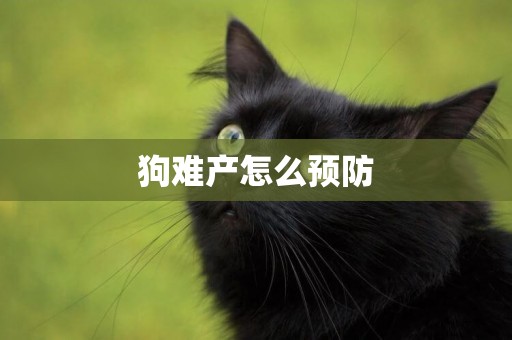 狗難產怎么預防