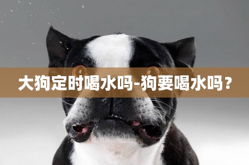 大狗定時喝水嗎-狗要喝水嗎？