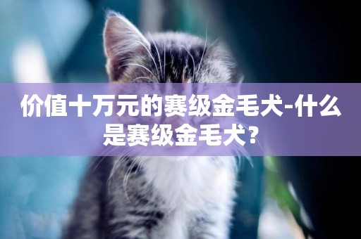 價值十萬元的賽級金毛犬-什么是賽級金毛犬？