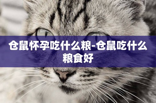倉鼠懷孕吃什么糧-倉鼠吃什么糧食好