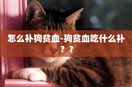 怎么補狗貧血-狗貧血吃什么補？？