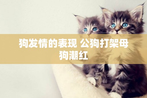 狗發情的表現 公狗打架母狗潮紅