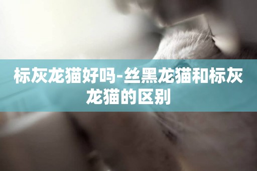 標灰龍貓好嗎-絲黑龍貓和標灰龍貓的區別