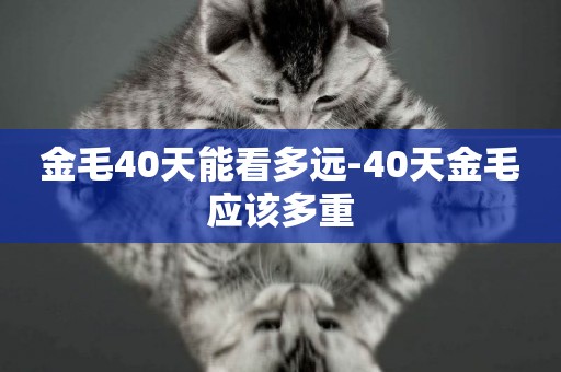 金毛40天能看多遠-40天金毛應該多重