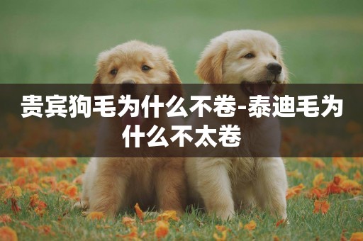 貴賓狗毛為什么不卷-泰迪毛為什么不太卷