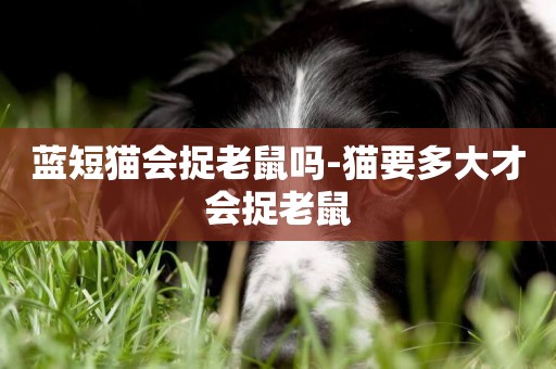 藍短貓會捉老鼠嗎-貓要多大才會捉老鼠
