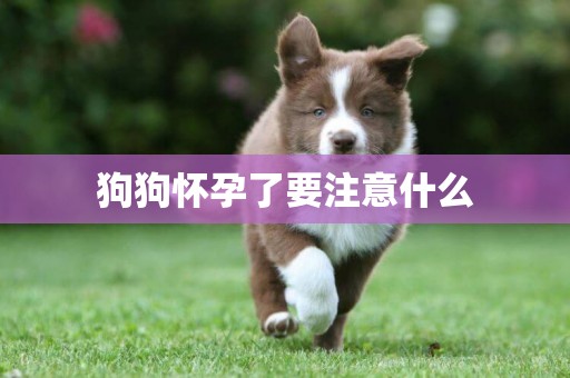 狗狗懷孕了要注意什么