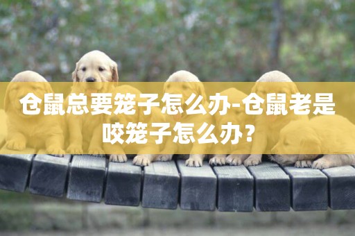 倉鼠總要籠子怎么辦-倉鼠老是咬籠子怎么辦？